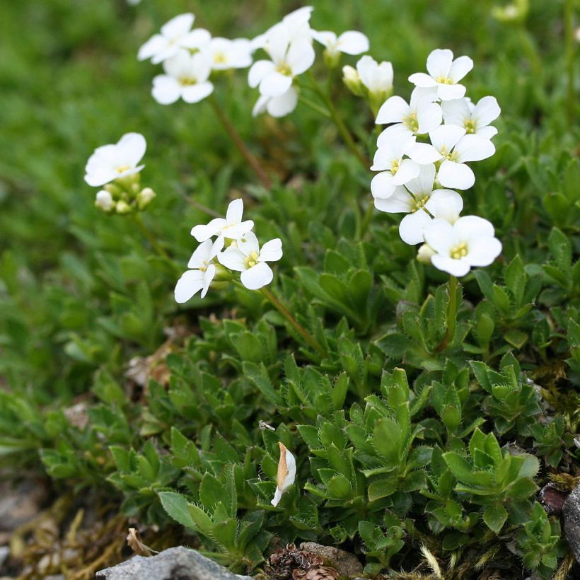 Arabis scopoliana (Hábito)