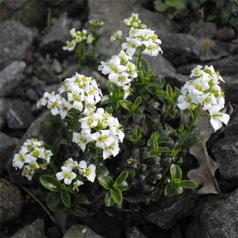 Arabis × suendermannii (Floração)