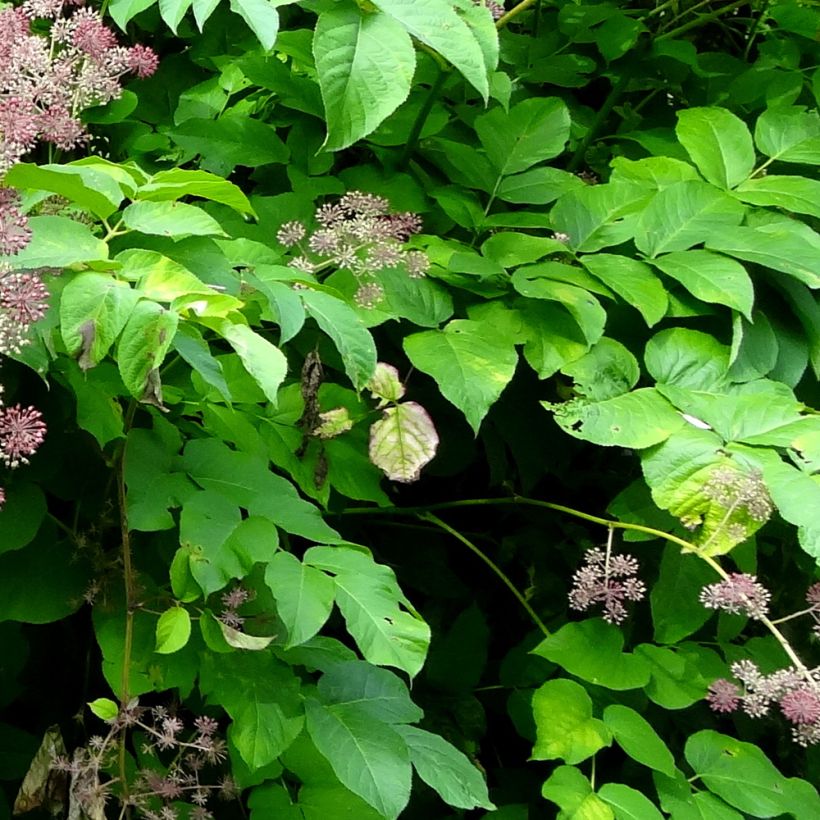 Aralia californica (Folhagem)