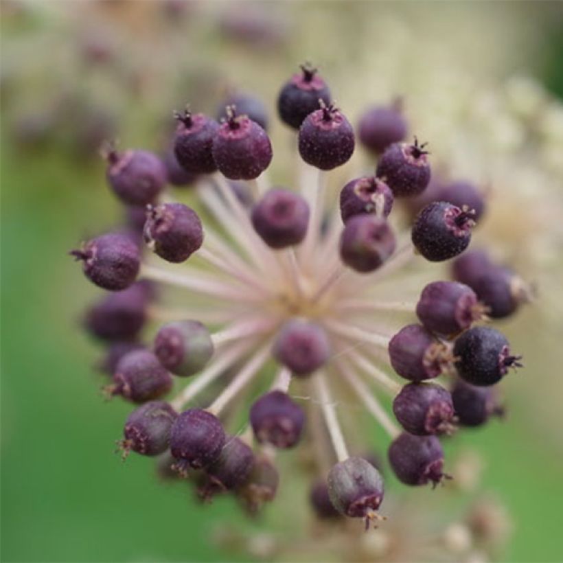 Aralia cordata Sun King (Colheita)