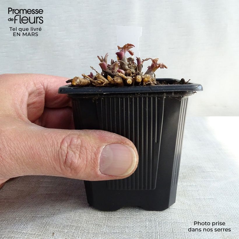 Amostra de Aralia cordata Sun King - Aralie dorée Vaso de 8/9 cm tal como entregue no inverno