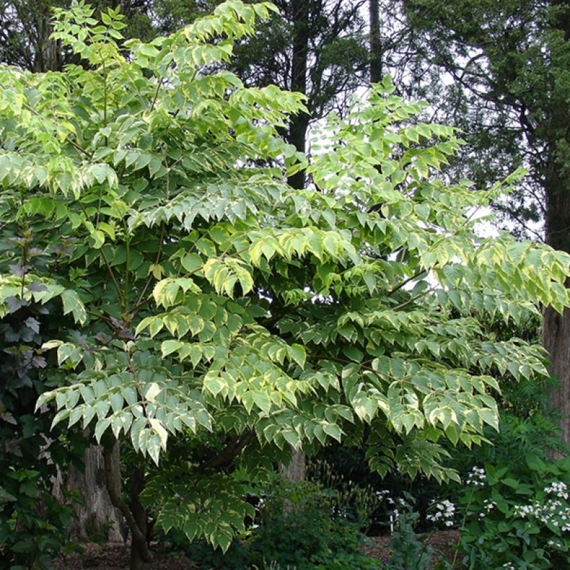 Aralia elata Golden Umbrella (Hábito)