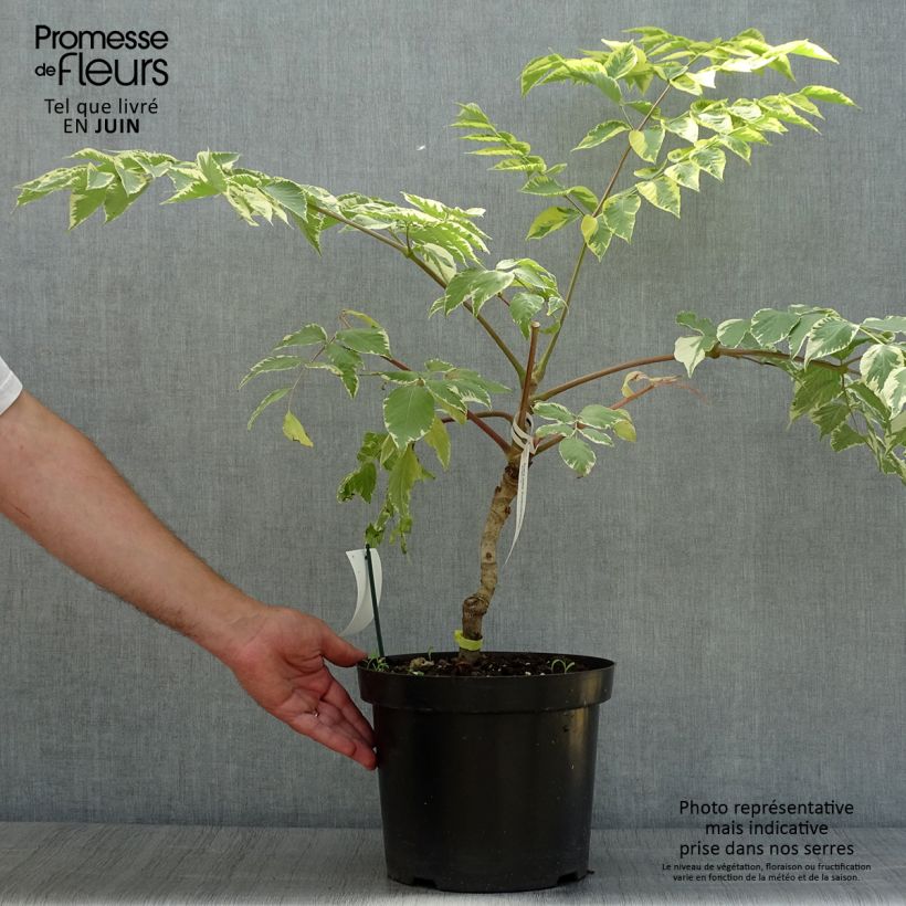 Amostra de Aralia elata Golden Umbrella Vaso de 7,5 L/10 L tal como entregue no verão