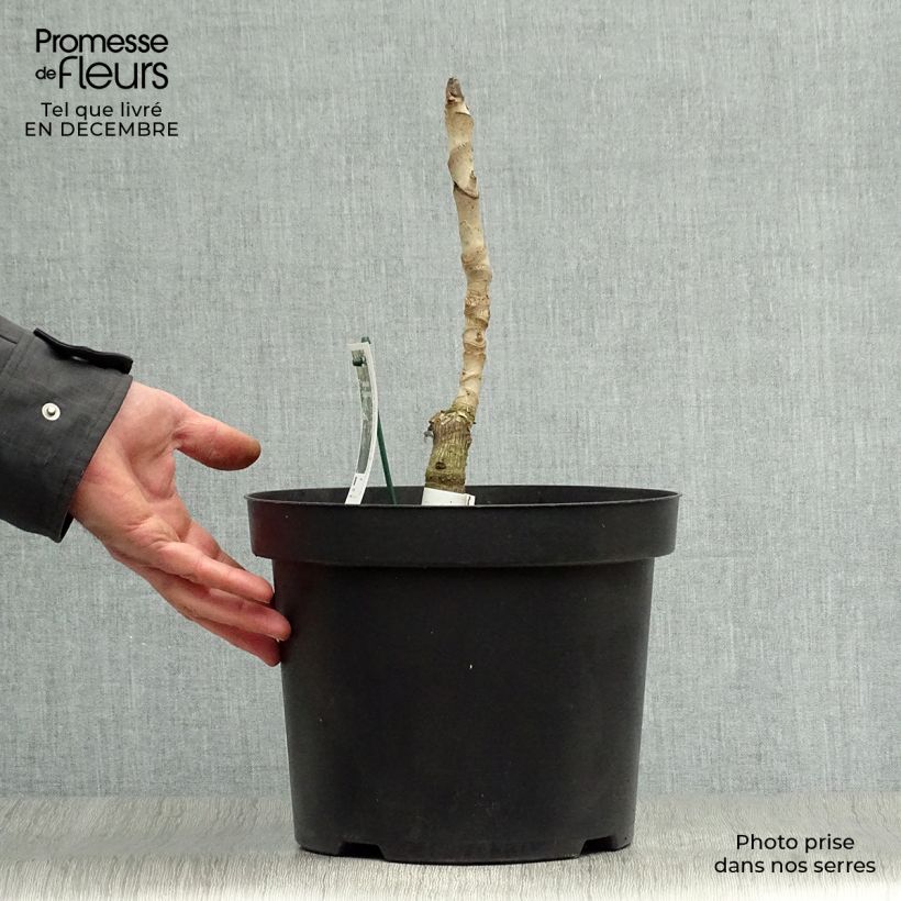 Amostra de Aralia elata Silver Umbrella (Variegata) - Angélique en arbre Vaso de 7,5 L/10 L tal como entregue no inverno