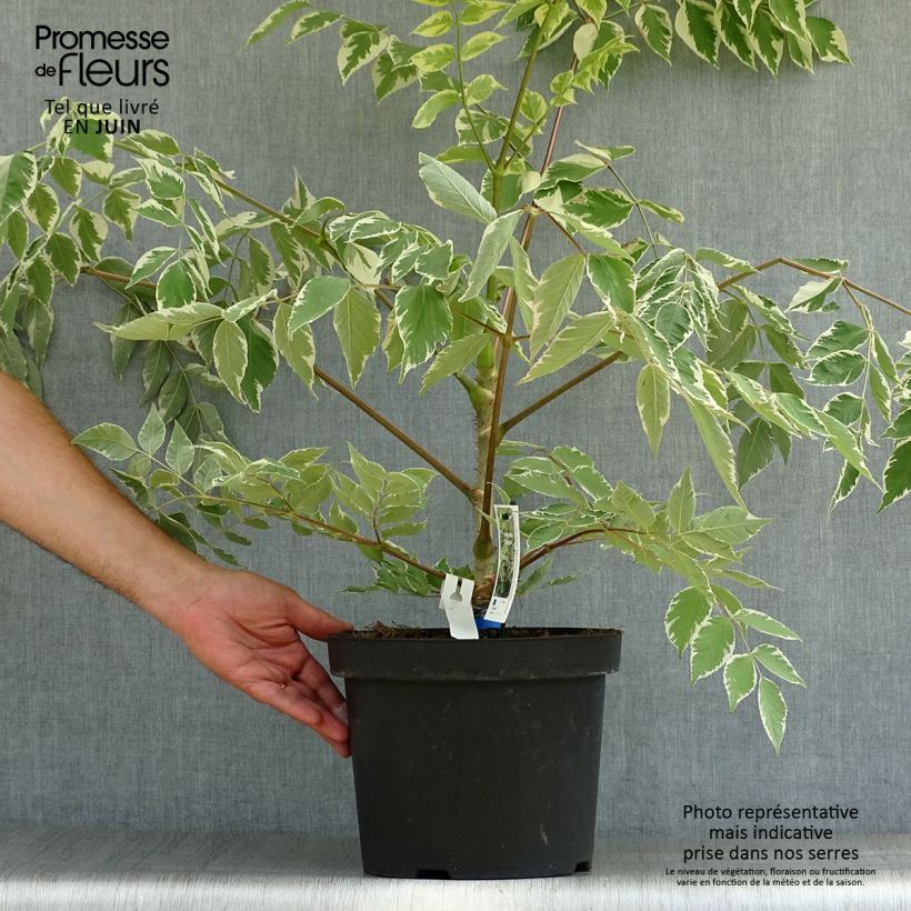 Amostra de Aralia elata Silver Umbrella Vaso de 7,5 L/10 L tal como entregue no verão