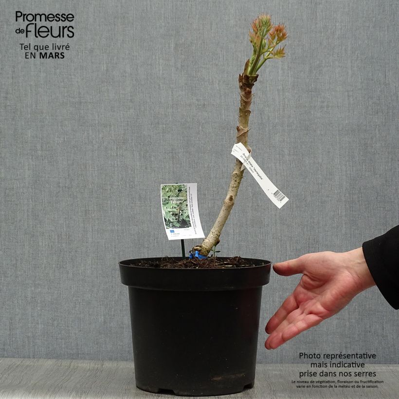 Amostra de Aralia elata Silver Umbrella Vaso de 7,5 L/10 L tal como entregue na primavera