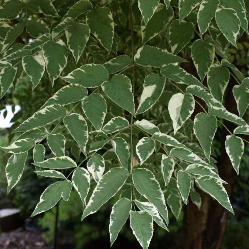 Aralia elata Silver Umbrella (Folhagem)