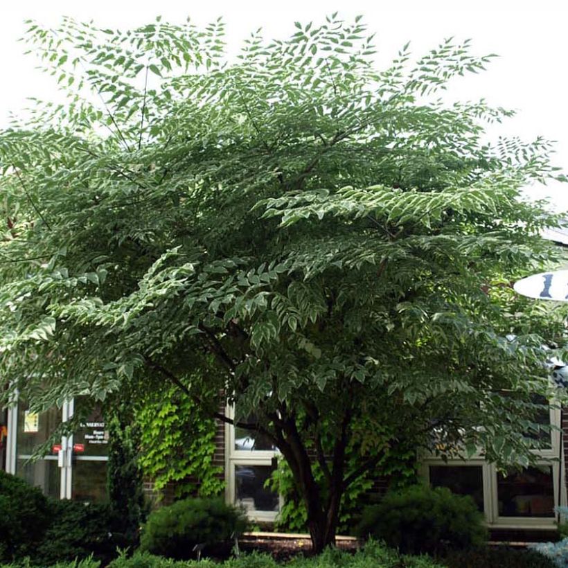 Aralia elata Silver Umbrella (Hábito)