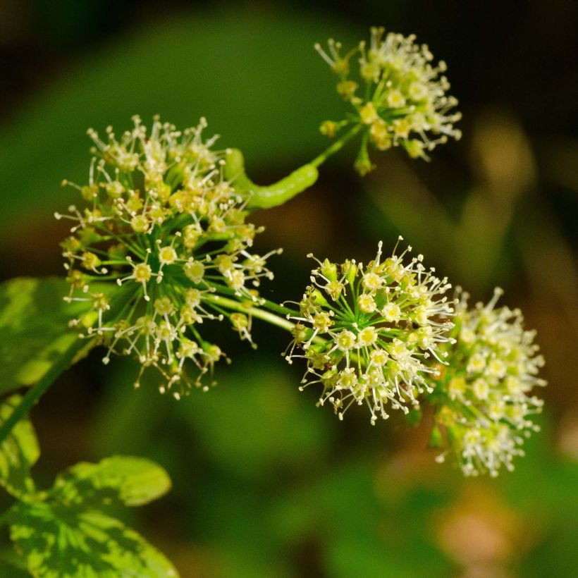 Aralia nudicaulis (Floração)