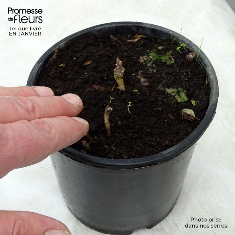 Amostra de Aralia nudicaulis - Aralie à tige nue Vaso de 2 L/3 L tal como entregue no inverno