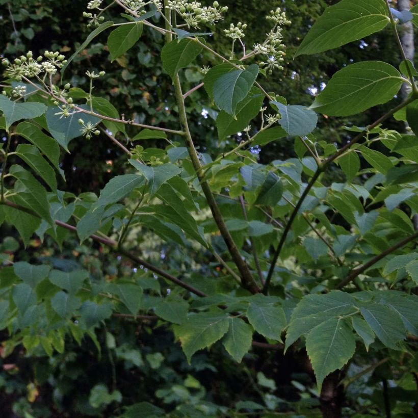 Aralia spinosa (Folhagem)