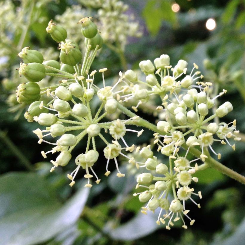 Aralia spinosa (Floração)