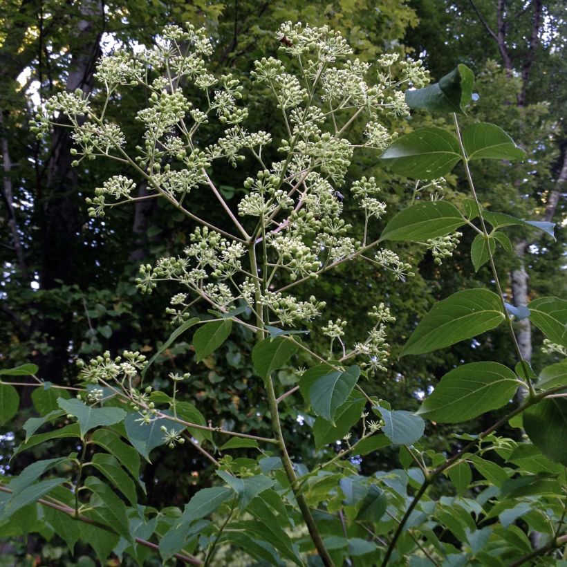 Aralia spinosa (Hábito)
