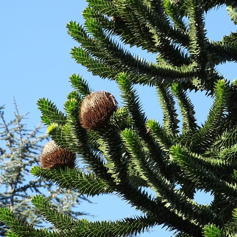 Araucaria araucana (Colheita)