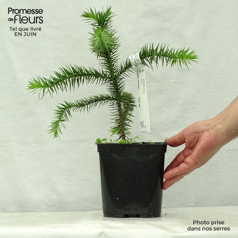 Amostra de Araucaria araucana Vaso de 3 L/4 L tal como entregue no verão