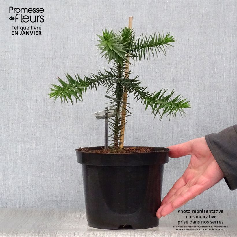 Amostra de Araucaria araucana Vaso de 3 L/4 L tal como entregue no inverno