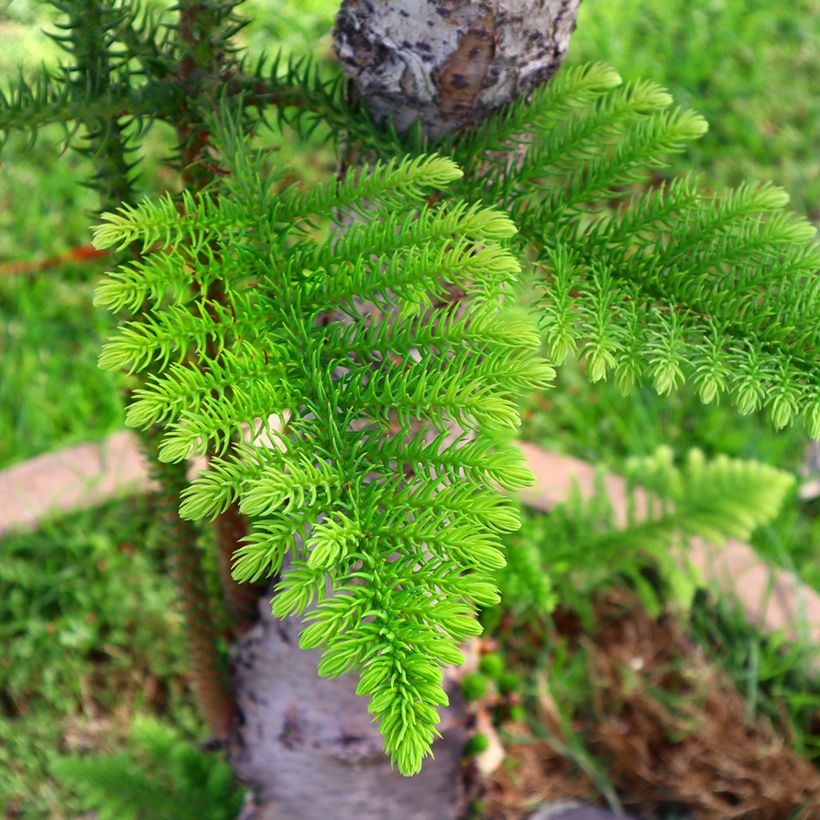 Araucaria heterophylla (Folhagem)