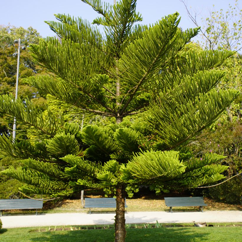 Araucaria heterophylla (Hábito)