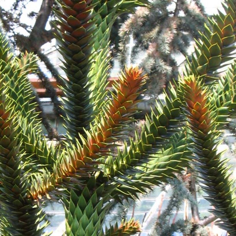 Araucaria araucana (Folhagem)