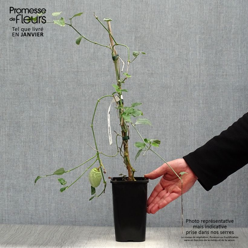 Amostra de Araujia sericifera Alba - Plante cruelle Vaso de 1 L/1,5 L tal como entregue no inverno