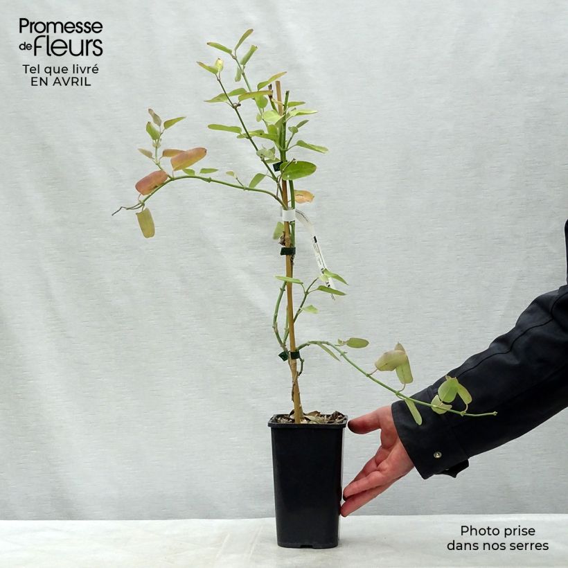 Amostra de Araujia sericifera Rosea Vaso de 1,5 L/2 L tal como entregue na primavera