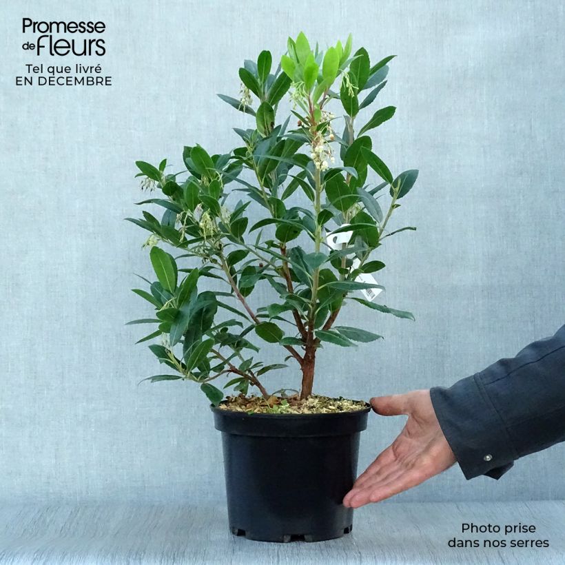 Amostra de Arbutus unedo Atlantic - Arbousier Vaso de 4 L/5 L, Arbusto tal como entregue no inverno