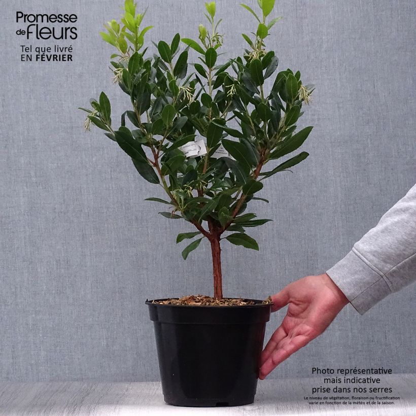 Amostra de Medronheiro Atlantic - Arbutus unedo Vaso de 4 L/5 L, Arbusto tal como entregue no outono