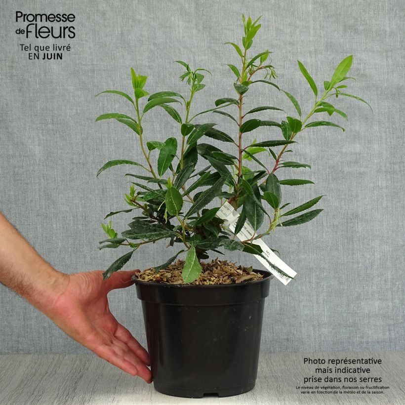 Amostra de Medronheiro Atlantic - Arbutus unedo Vaso de 4 L/5 L, Arbusto tal como entregue no verão