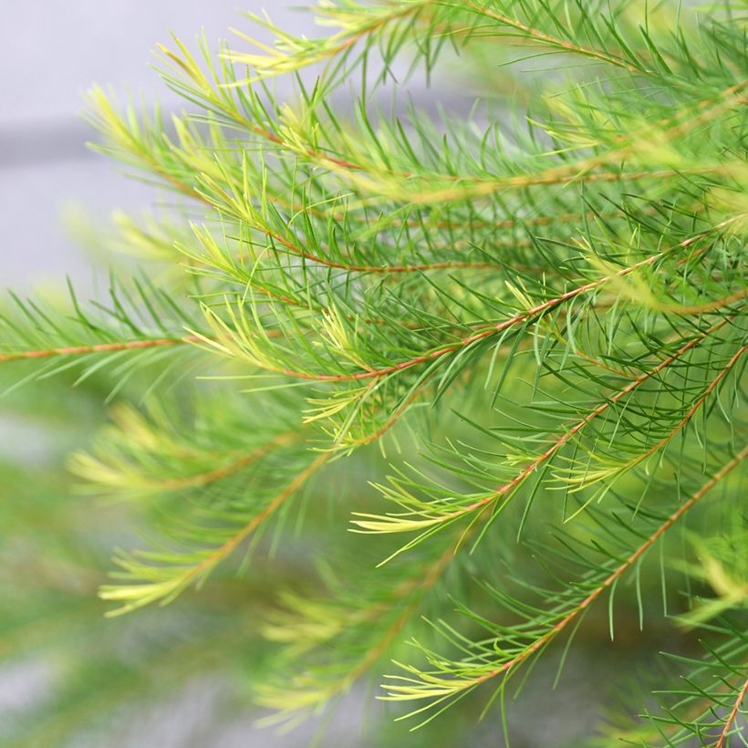 Melaleuca alternifolia (Folhagem)