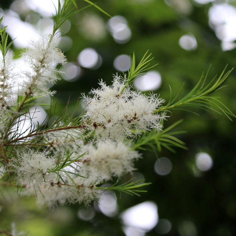 Melaleuca alternifolia (Floração)