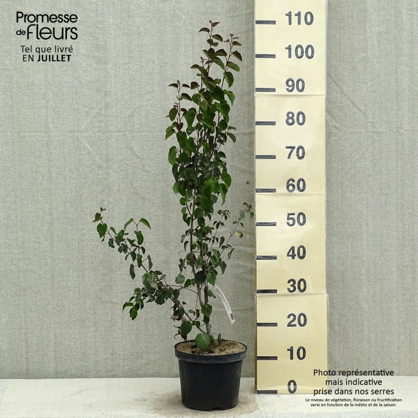 Amostra de Cercidiphyllum japonicum Rotfuchs Vaso de 4 L/5 L tal como entregue no verão