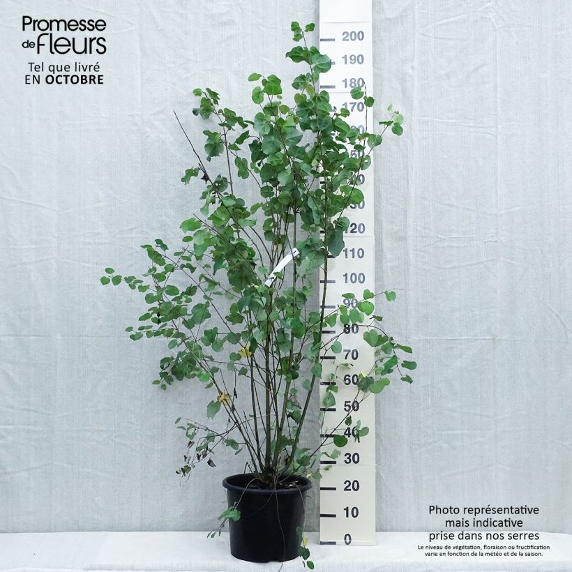 Amostra de Cercidiphyllum japonicum Vaso de 7,5 L/10 L tal como entregue no outono