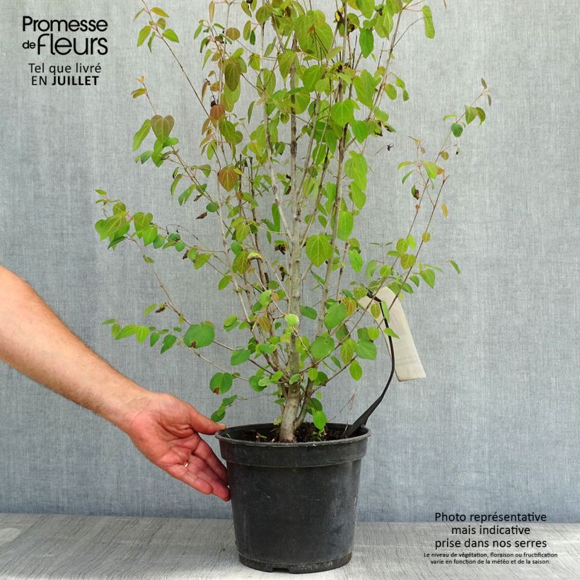 Amostra de Cercidiphyllum japonicum Vaso de 3 L/4 L tal como entregue no verão