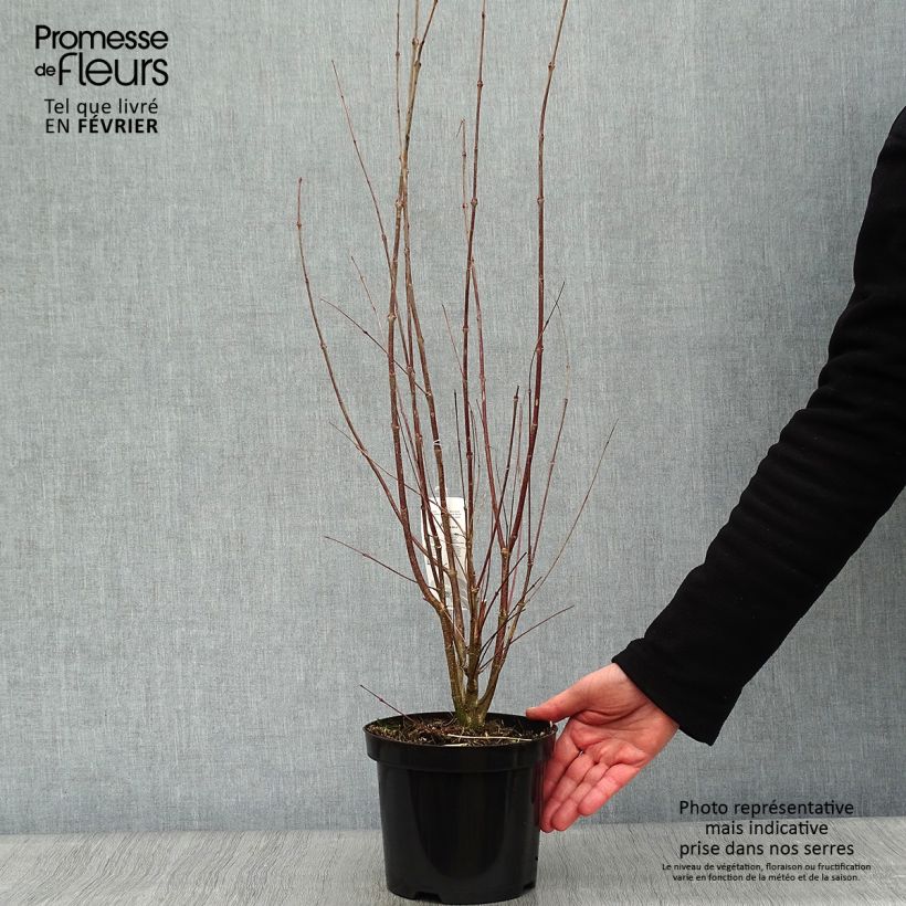 Amostra de Arbre à caramel - Cercidiphyllum japonicum Vaso de 3 L/4 L tal como entregue no inverno