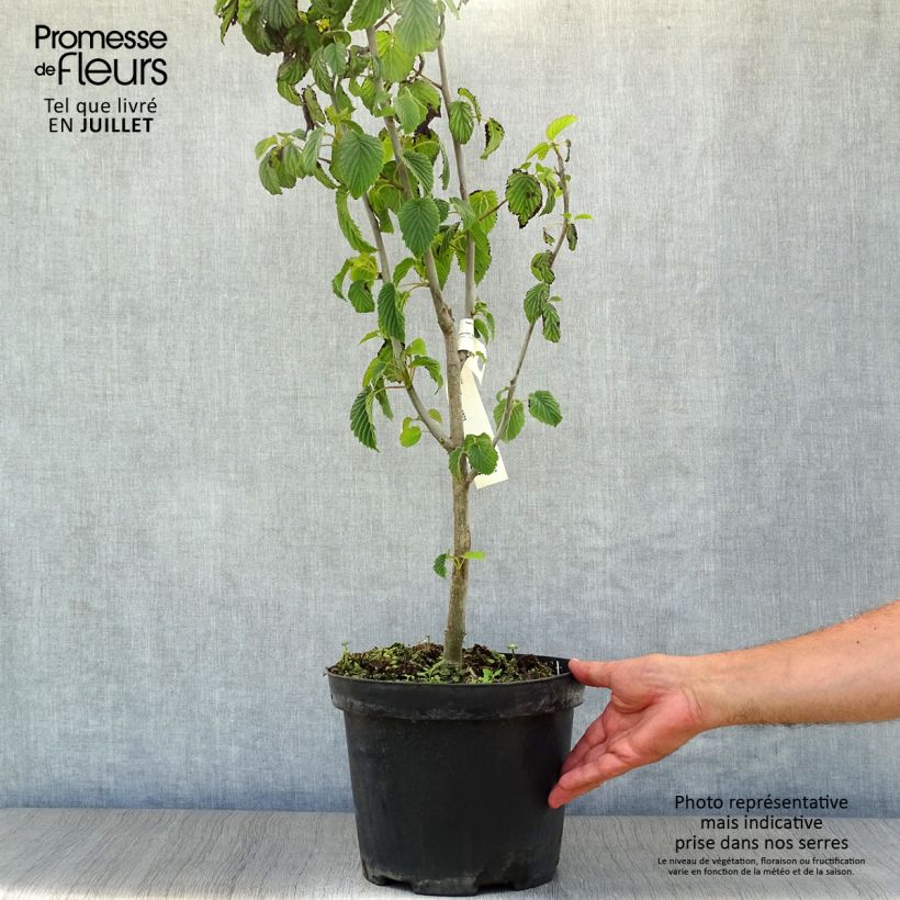 Amostra de Davidia involucrata Vaso de 7,5 L/10 L tal como entregue no verão