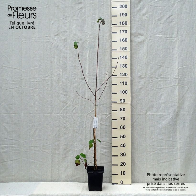 Amostra de Davidia involucrata Vaso de 4 L/5 L tal como entregue no outono