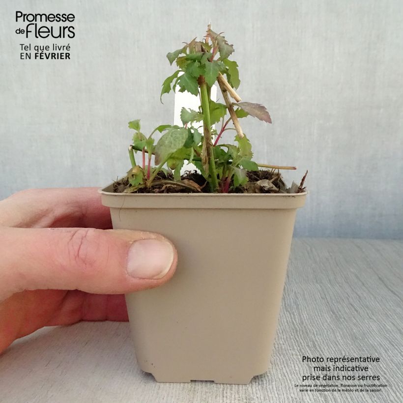 Amostra de Arbre aux faisans - Leycesteria formosa Vaso de 8/9 cm tal como entregue no inverno