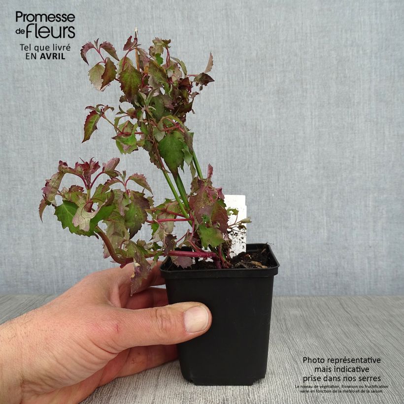 Amostra de Leycesteria formosa Vaso de 8/9 cm tal como entregue na primavera