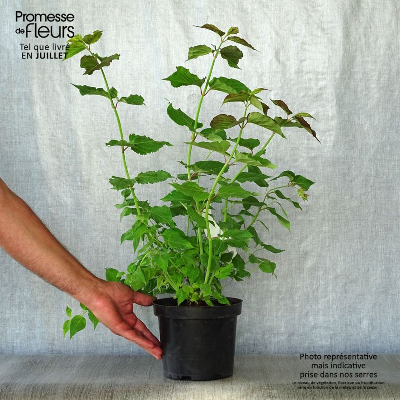 Amostra de Leycesteria formosa Vaso de 2 L/3 L tal como entregue no verão