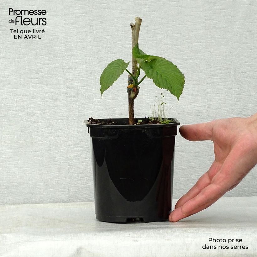 Amostra de Davidia involucrata Sonoma Vaso de 3 L/4 L tal como entregue na primavera