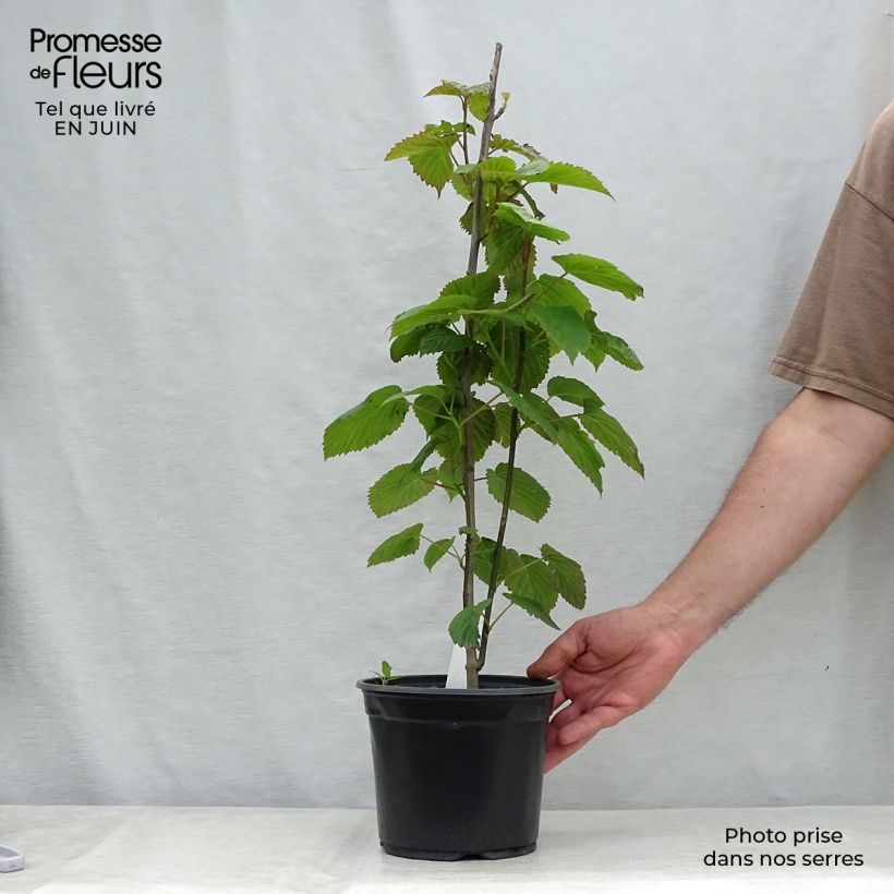Amostra de Davidia involucrata Vaso de 4 L/5 L tal como entregue no verão
