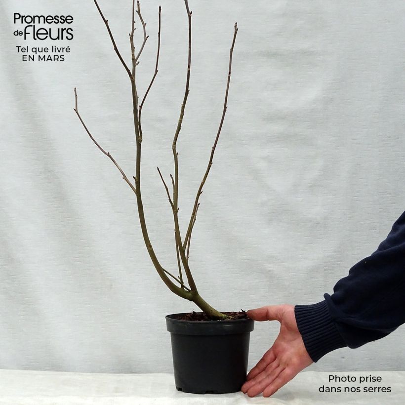 Amostra de Davidia involucrata var. vilmoriniana Vaso de 3 L/4 L tal como entregue na primavera