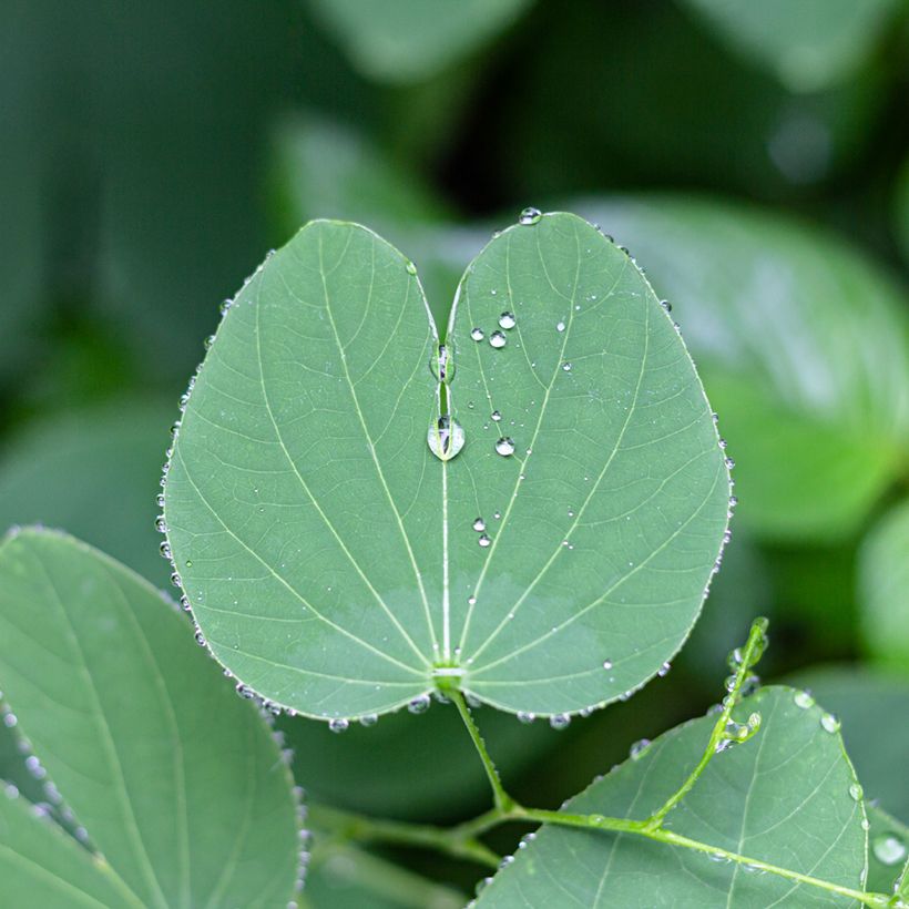 Bauhinia purpurea (Folhagem)