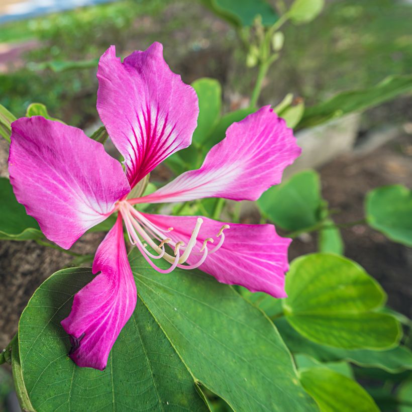 Bauhinia purpurea (Floração)