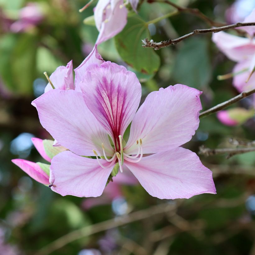 Bauhinia variegata (Floração)