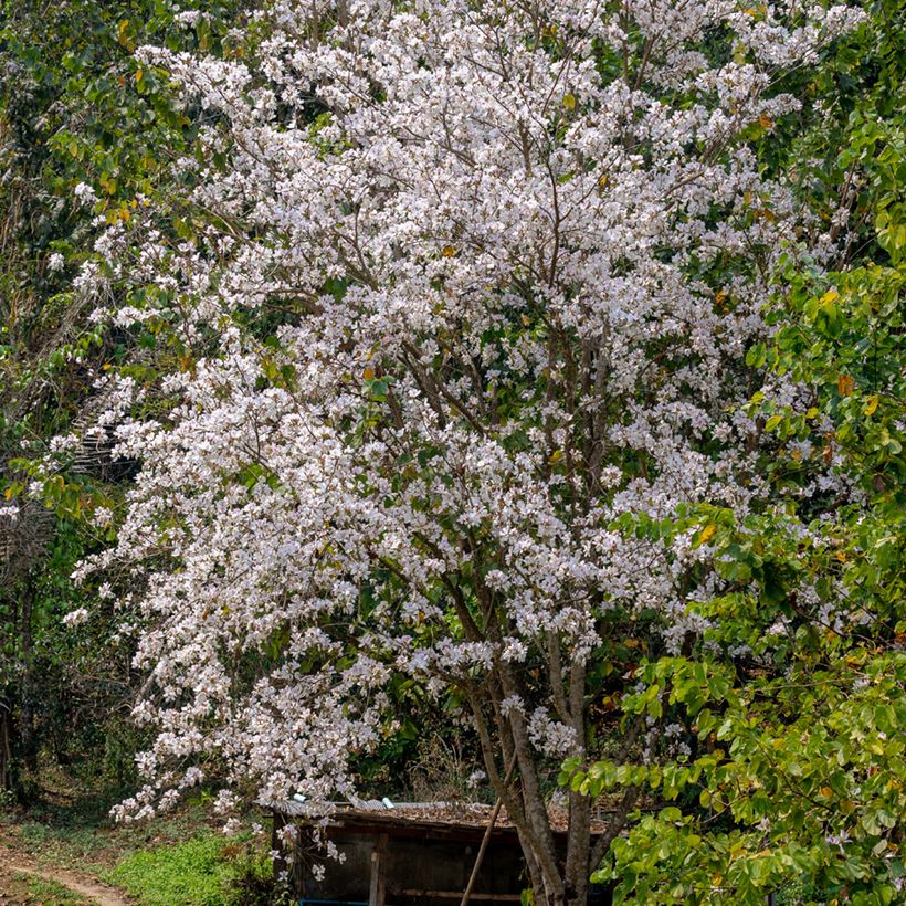 Bauhinia variegata (Hábito)