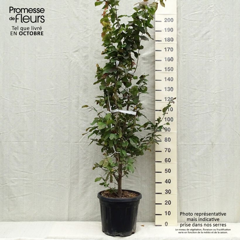 Amostra de Parrotia persica Vaso de 30 L/35 L tal como entregue no outono