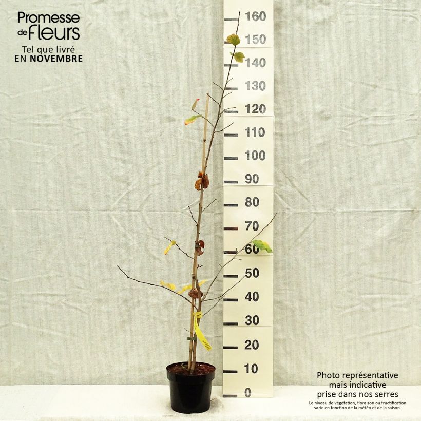 Amostra de Parrotia persica Vaso de 3 L/4 L tal como entregue no outono