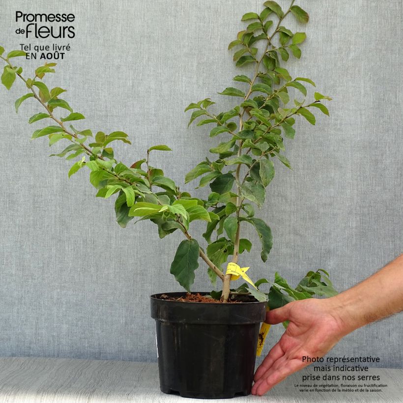Amostra de Parrotia persica Vaso de 3 L/4 L tal como entregue no verão