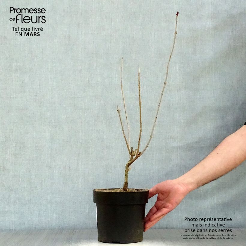 Amostra de Clerodendrum trichotomum Vaso de 3 L/4 L tal como entregue na primavera